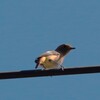 野鳥