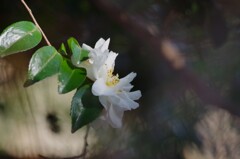 山茶花