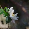 山茶花