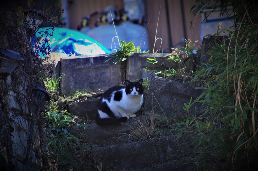 猫