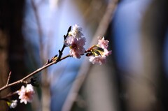 四季桜