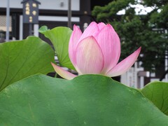 蓮の花