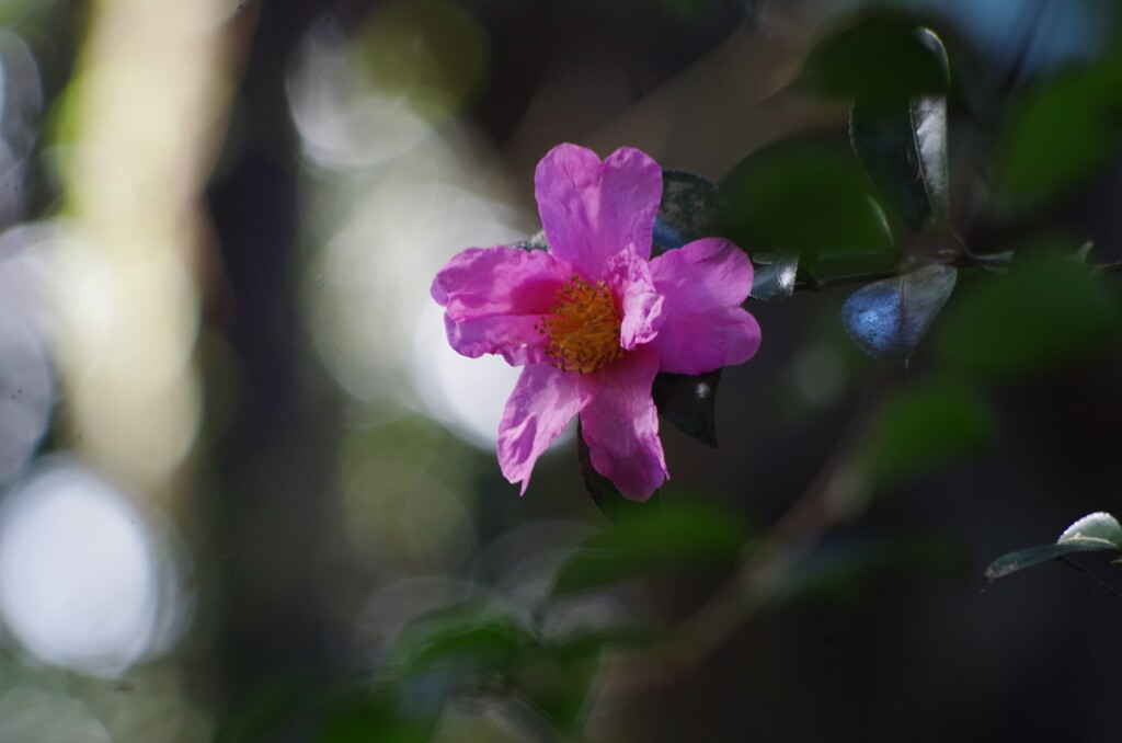 山茶花