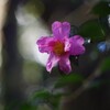 山茶花