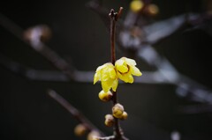 冬の灯り