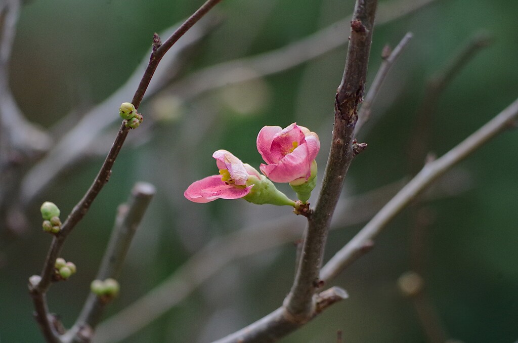 木瓜の花