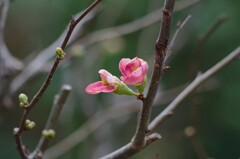 木瓜の花