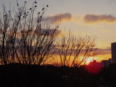 都会に沈む夕日