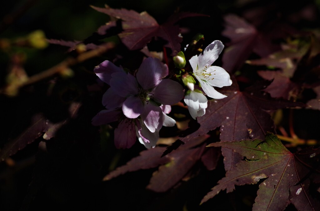 桜と紅葉