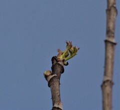 タラの芽