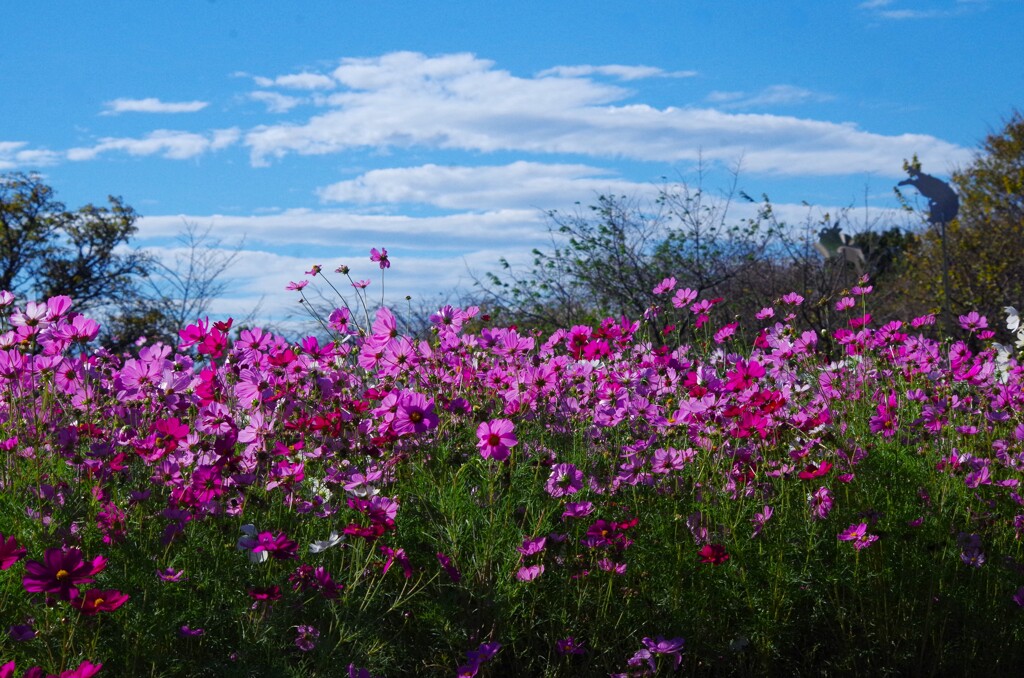 青空と秋桜