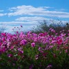 青空と秋桜