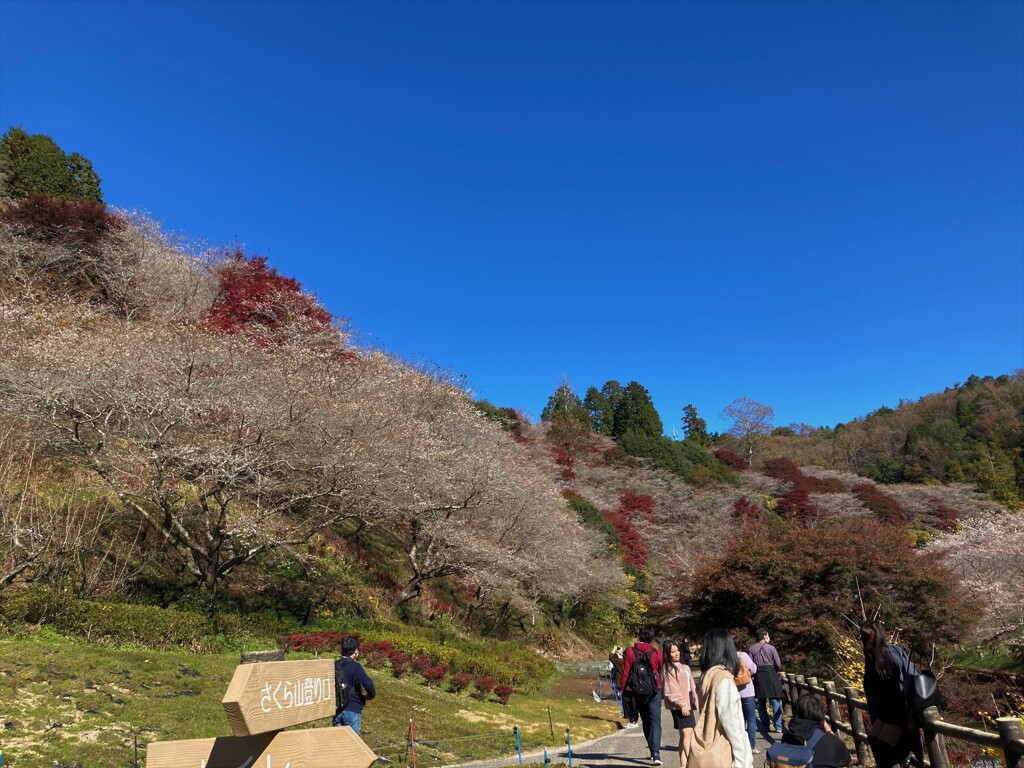 四季桜祭