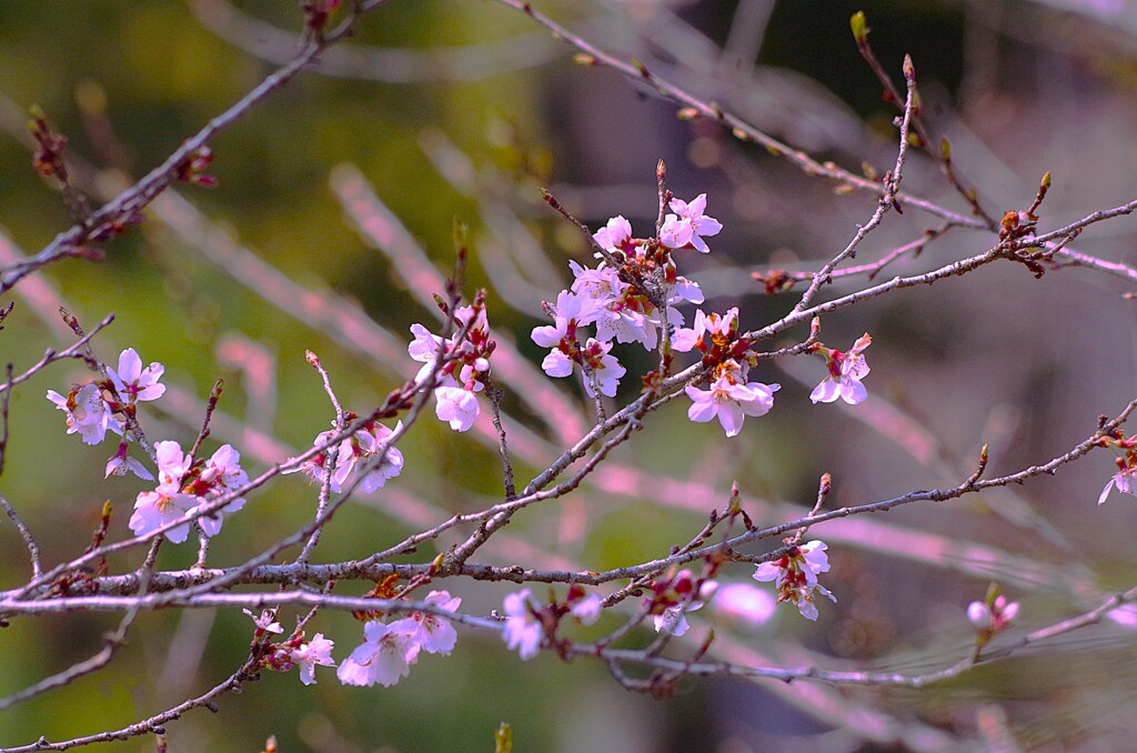 桜