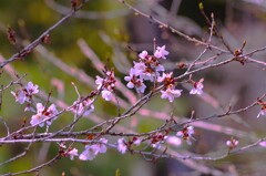 桜