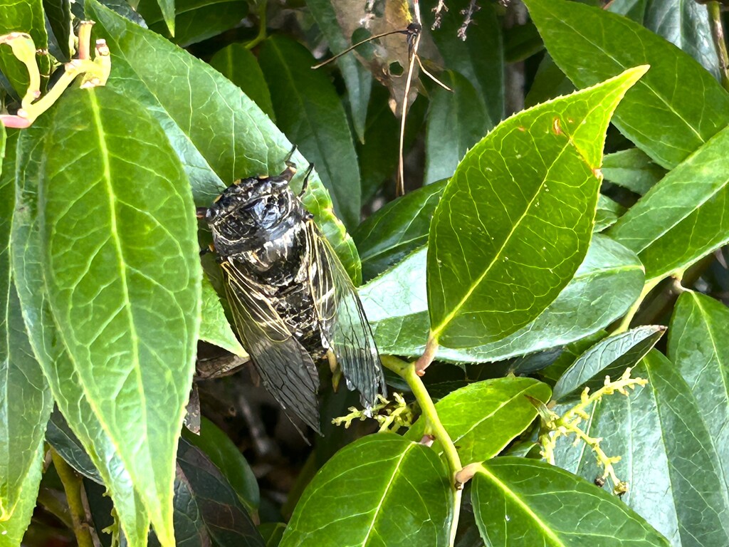 蝉