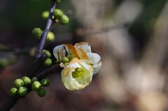 木瓜の花