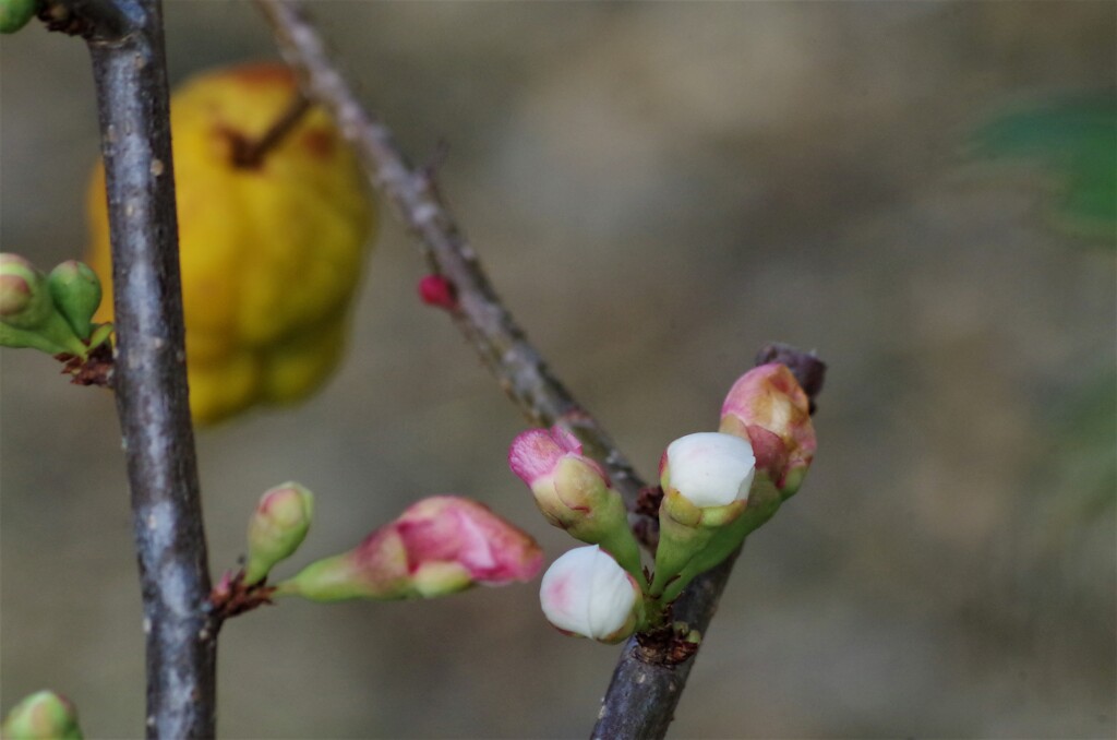 木瓜の花