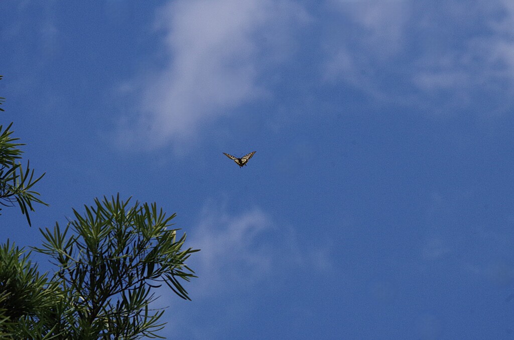 青空と蝶