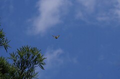 青空と蝶
