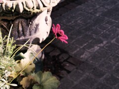 チョコレートコスモス