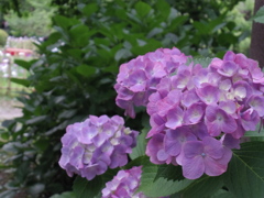 紫陽花