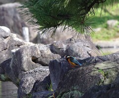 うつむくカワセミ