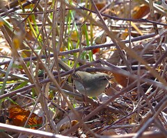 野鳥　ウグイス
