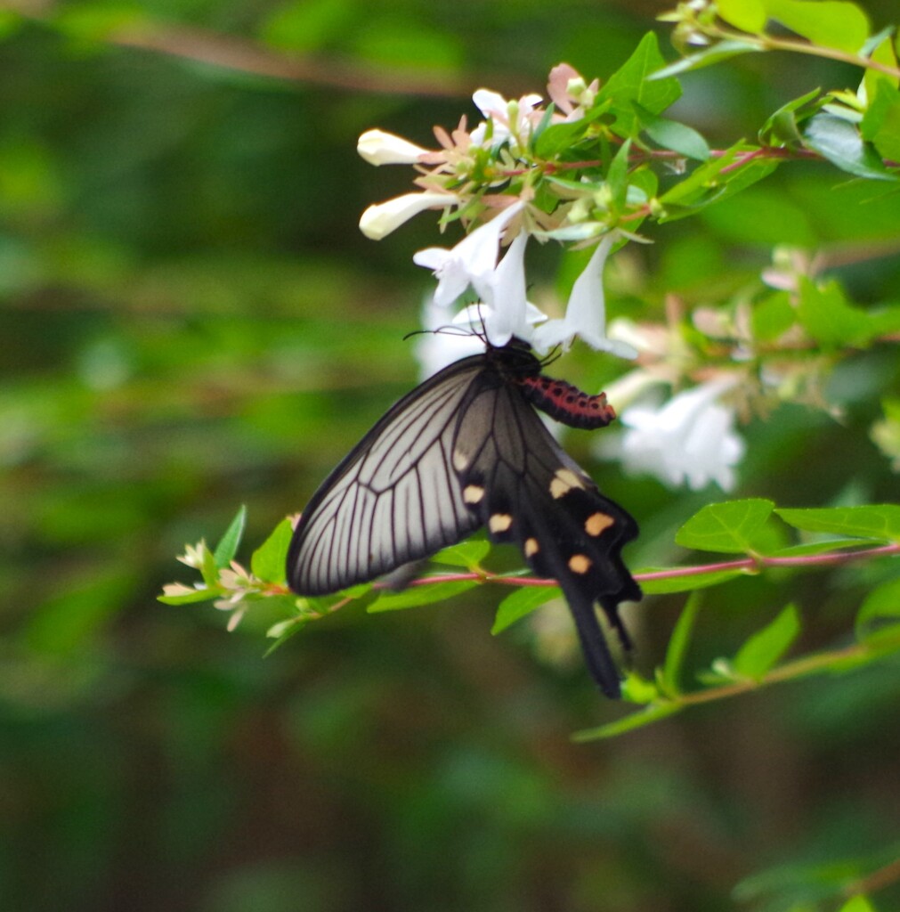 ジャコウアゲハ