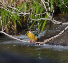 カワセミ