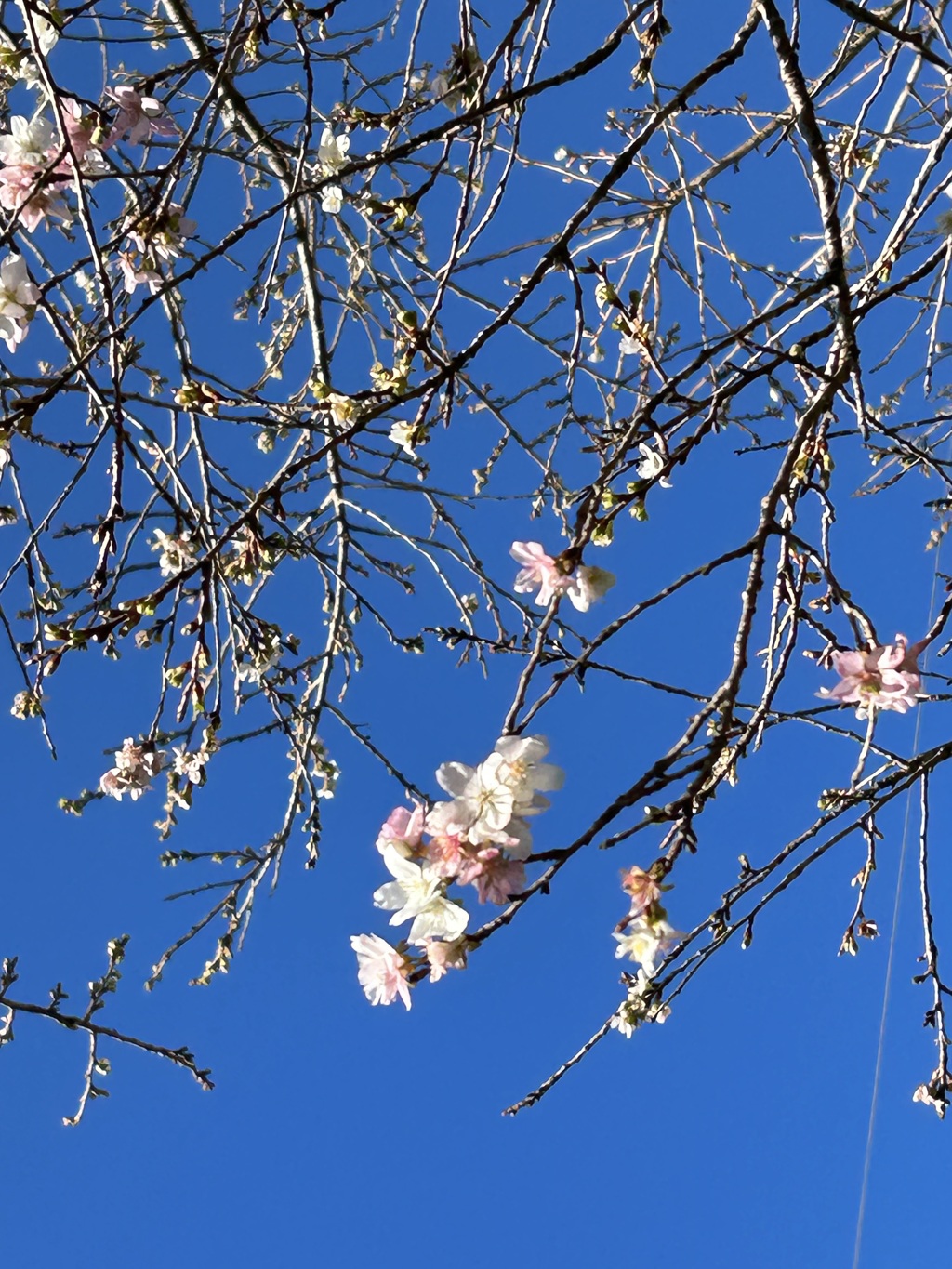 四季桜