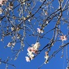 四季桜