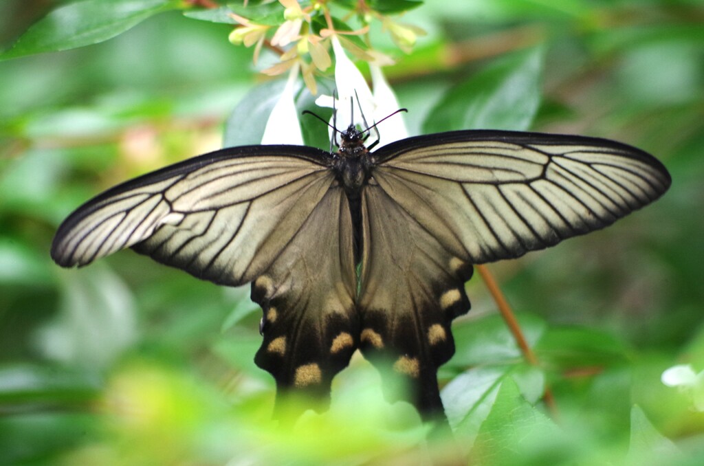 庄内緑地公園に行って見つけたジャコウアゲハ