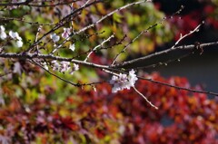 桜と紅葉