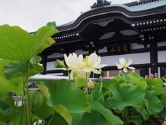 白い蓮の花