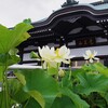 白い蓮の花