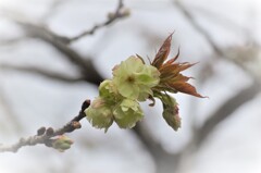 御衣黄桜