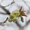 御衣黄桜