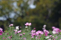 秋桜