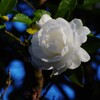 白い山茶花