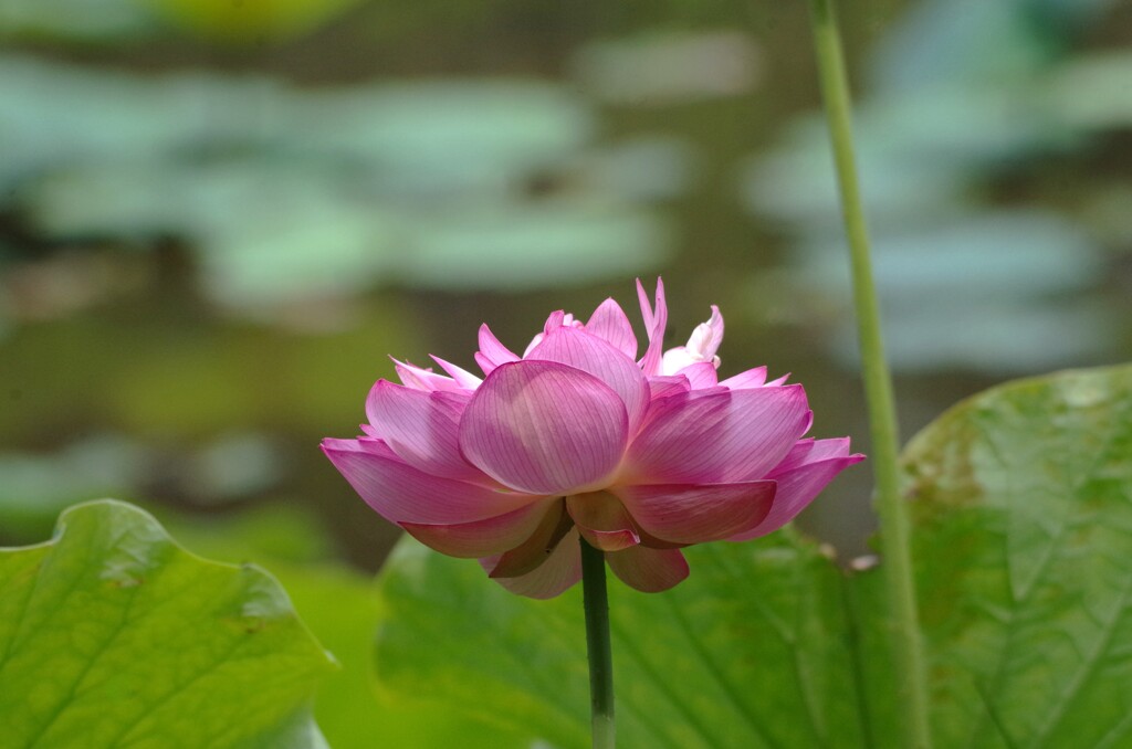 蓮の花