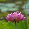 蓮の花