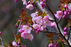 桜の回廊に出掛けてきました