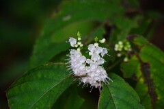 シモバシラの花