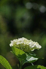 白紫陽花