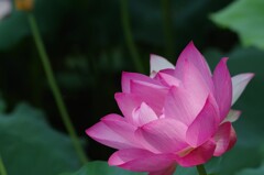 華やか