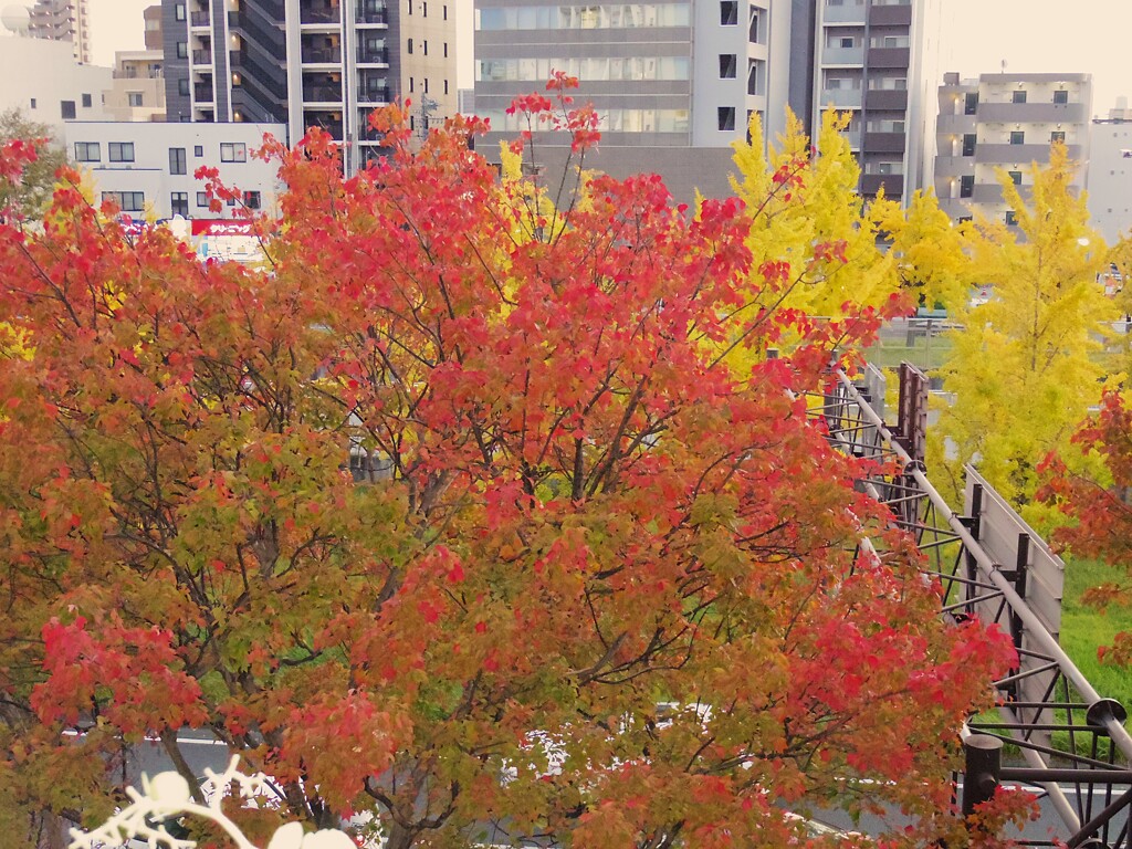 ベランダから紅葉