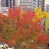 ベランダから紅葉