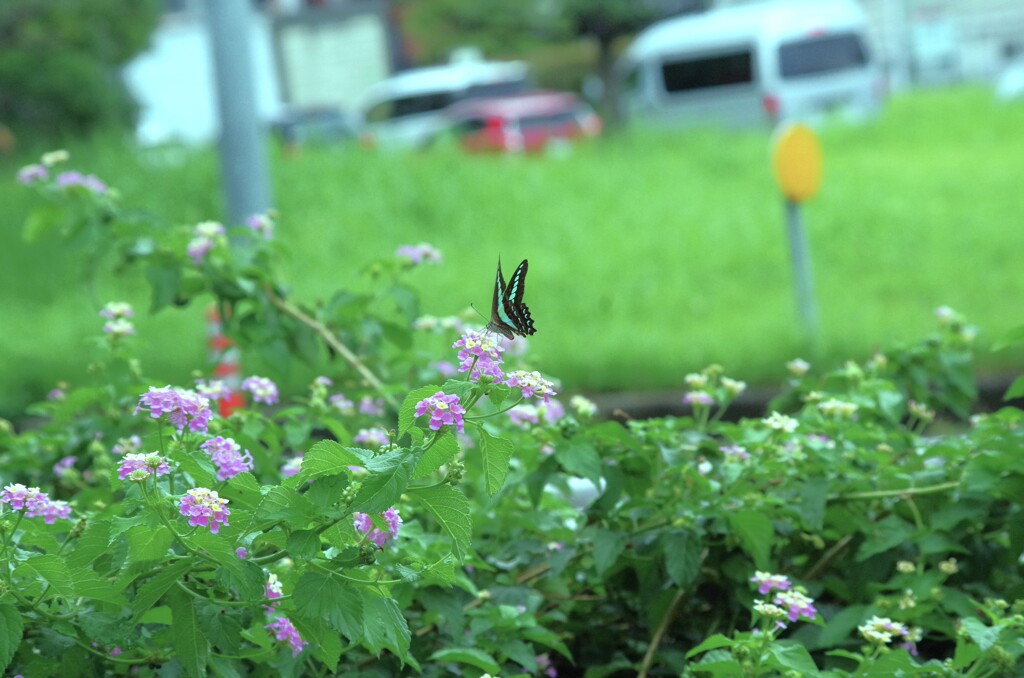 散歩道にて・・・