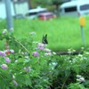 散歩道にて・・・